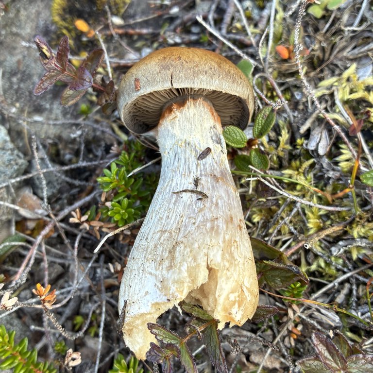 En av edelslørsoppene (Phlegmacium). En av de store, kjøttfulle og fargerike soppene man kan finne blant alle de bittesmå brune. Foto: Thomas Holm Carlsen
