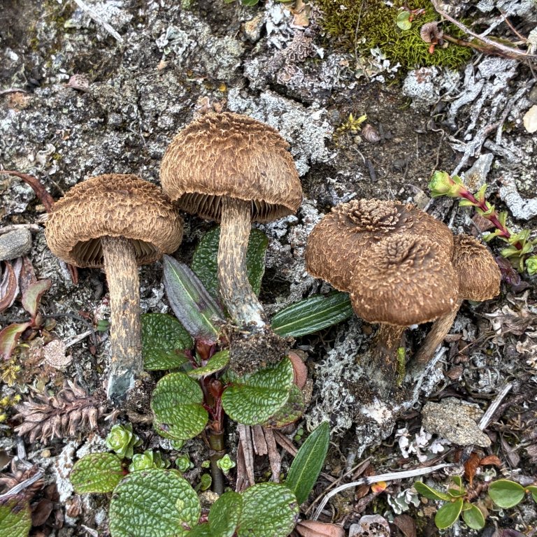 En liten bamse av en grønnfottrevlesopp. Foto: Thomas Holm Carlsen