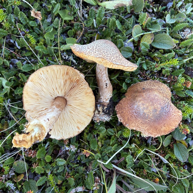 Forskerne er ekstra spente på en stor parasollsopp som de foreløpig har valgt å kalle «reinroseparasollsopp». En slik er så langt bare kjent fra de franske og italienske alper. Foto: Thomas Holm Carlsen