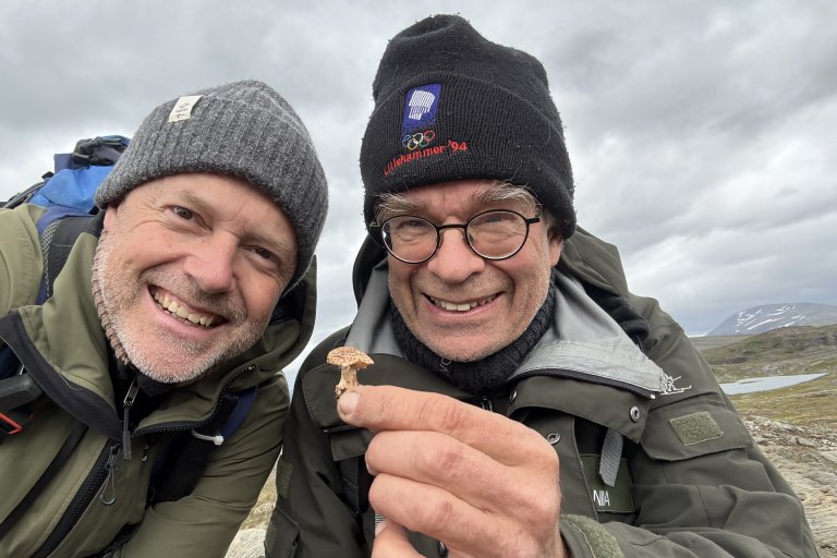 Soppforskerne Thomas Holm Carlsen (NIBIO) og Tor Erik Brandrud (NINA) har funnet en liten delikatesse. Et lite eksemplar av en relativt stor parasollsopp. Så langt bare kjent fra de franske og italienske alper. Foto: Thomas Holm Carlsen