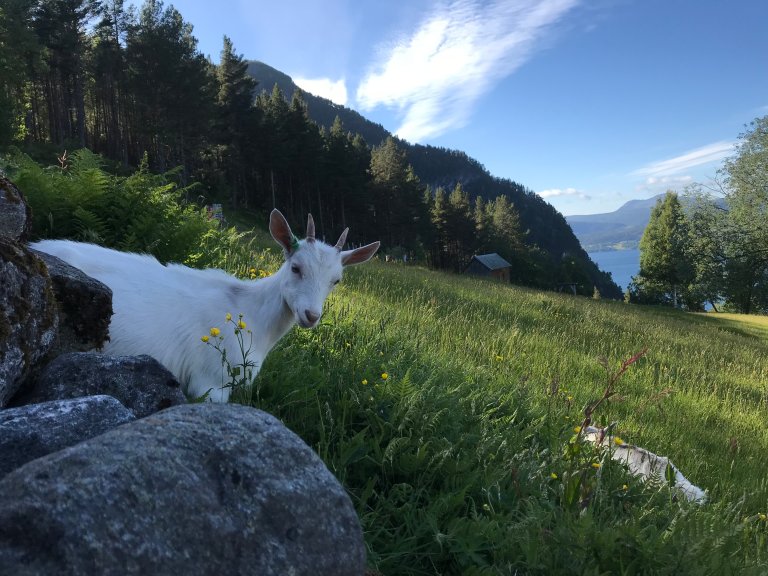 Geit. Foto: Hilde Haug Simonhjell