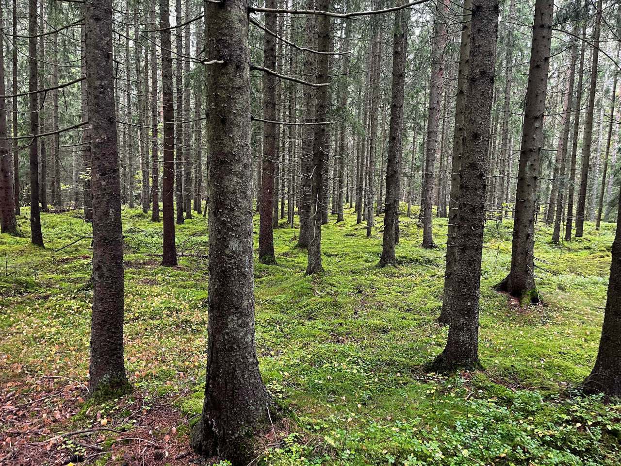 Skog 1