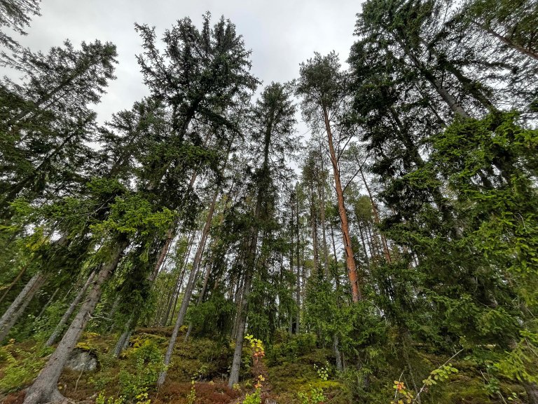 – KI gir oss muligheten til å gå fra å forvalte hele bestanden eller hele skogen til å forvalte enkeltplanter, sier Stefano Puliti. Foto: Georg Mathisen