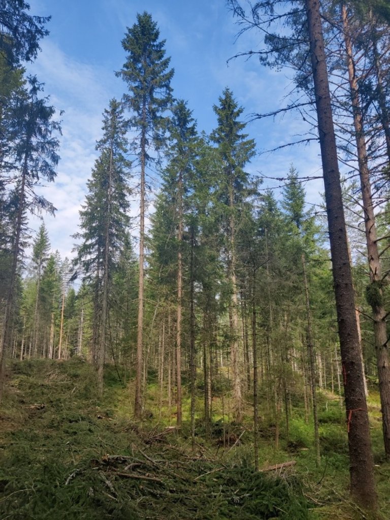 I samarbeid med skognæringen har forskere ved NMBU og NIBIO testet en ny omstillingsmetode der skogen tynnes ujevnt ved å hogge enkelttrær og skape åpninger i bestandet. På engelsk kalles metoden variable density thinning (VDT) eller thinning with skips and gaps. Metoden har vært benyttet på plantasjeskog av douglasgran i delstatene Oregon og Washington i det nordvestre hjørnet av USA. Foto: Andreas Brunner, NMBU