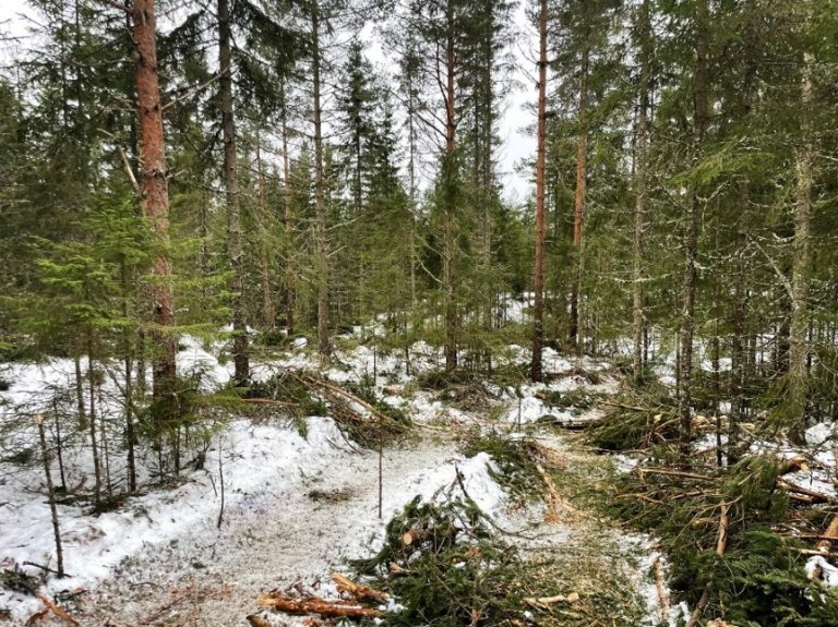Den nye rapporten er skrevet for skogeiere og skogforvaltere som ønsker å legge om til bledningshogst. Den beskriver både hvordan metoden kan gjennomføres, og hvilke skogbestand som egner seg. Her fra VDT-feltet i Stangeskovene. Foto: Andreas Brunner, NMBU