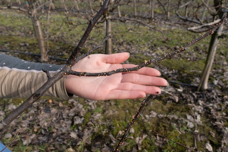 Grein med sporehus frå frukttrekreft. Slike greiner er det viktig å skjera vekk og få ut av hagen. Foto: Hege Ulfeng