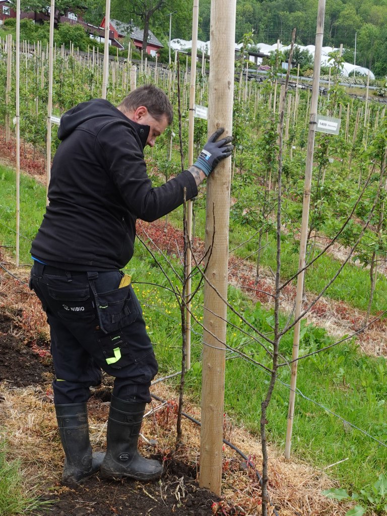 Unge, nyplanta tre skal som hovudregel skjerast varsamt. Foto: Hege Ulfeng