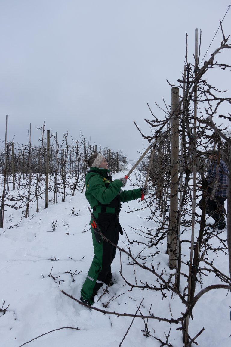 Greiner som veks innover i krona, står tett på stamma, har skarp vinkel (mindre enn om lag førti grader) eller kryssar andre greiner, skal vekk. Foto: hege Ulfeng