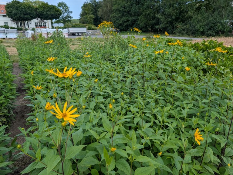 Jordskokk er ein grønsak som vert formeira vegetativt. På NIBIO Landvik har dei ei samling av fleire gamle sortar. Foto: Lars T. Havstad