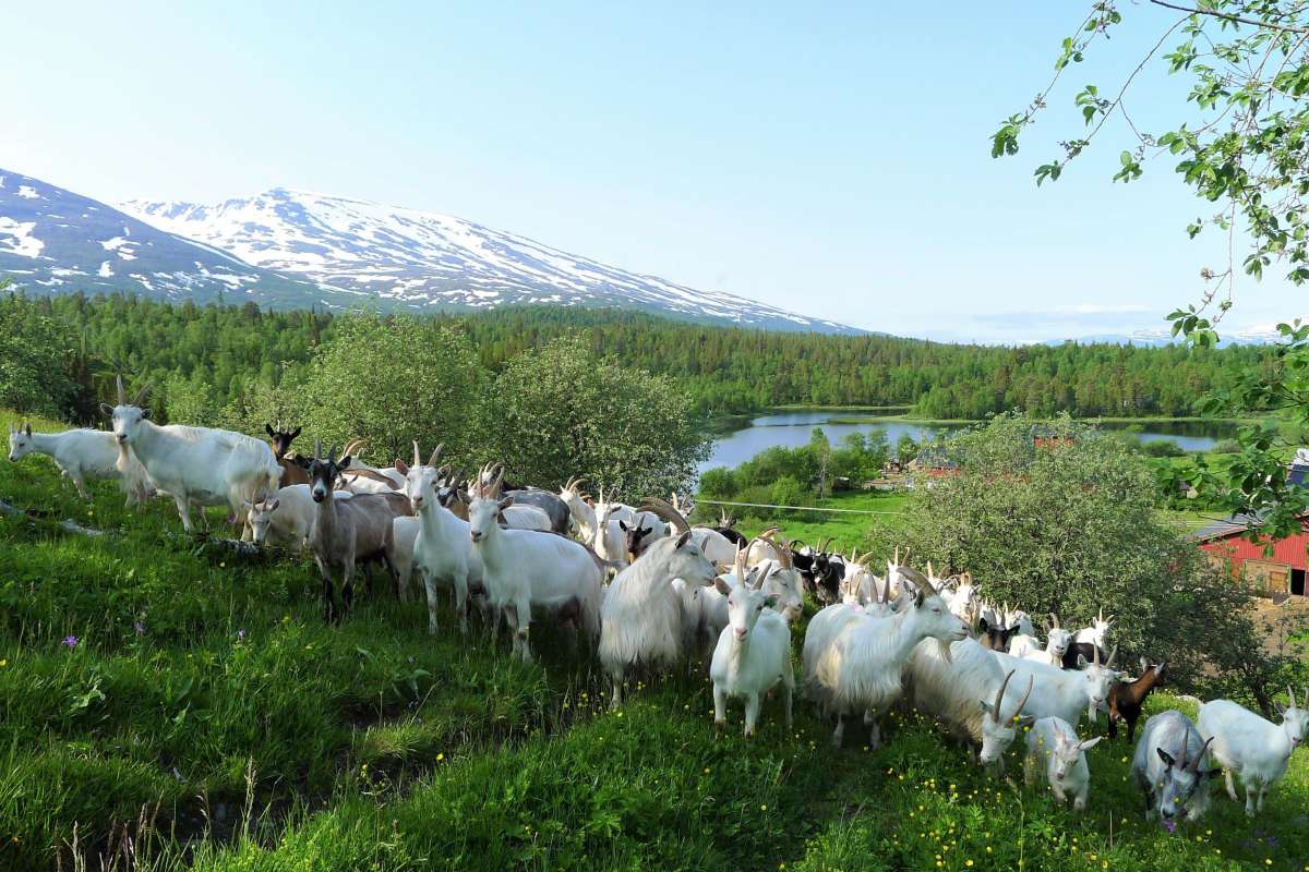 Geiter i Hatfjelldal_Foto Kjersti Kildahl_cropped