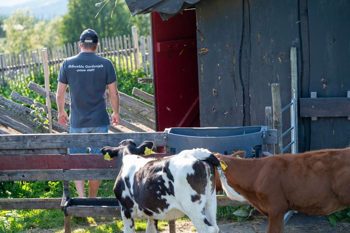 Livet på setra 2 - Foto Lars Sandved Dalen