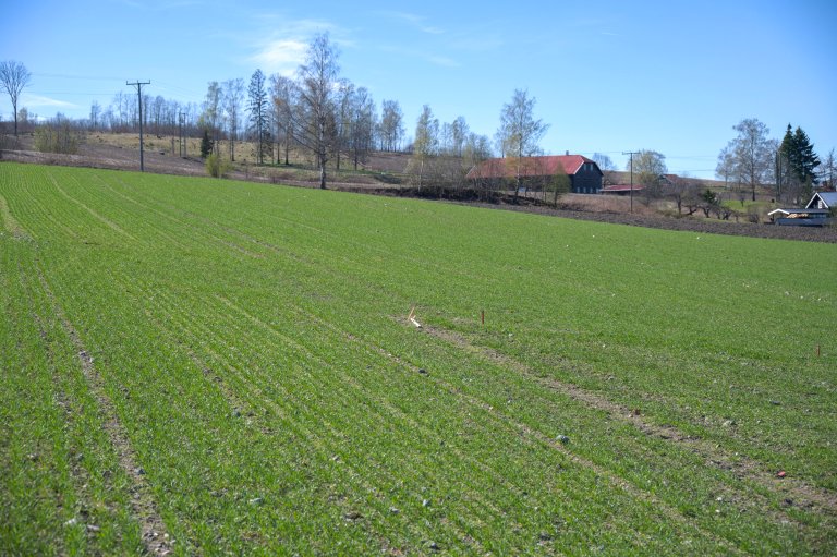 Høsthveteåker på Apelsvoll, Østre Toten 23. april 2026. Foto: Morten Günther