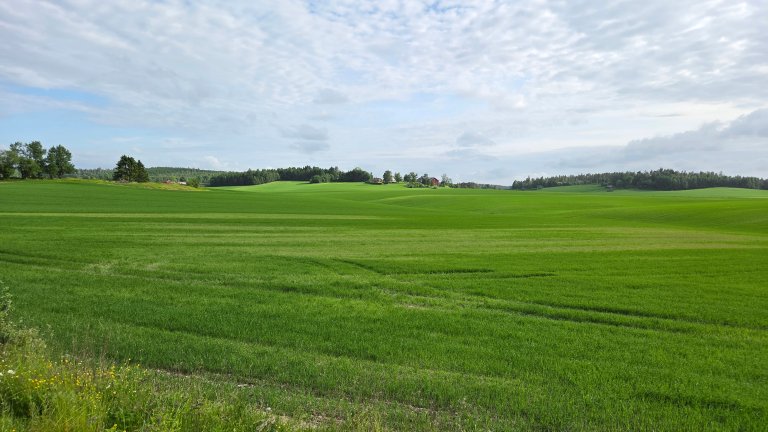 Angrep av korncystenematodar hemmer rotutviklinga til plantene. Dette gir flekker i åkeren med gulna planter, dårleg vekst og mykje ugras. Foto: Marit Skuterud Vennatrø