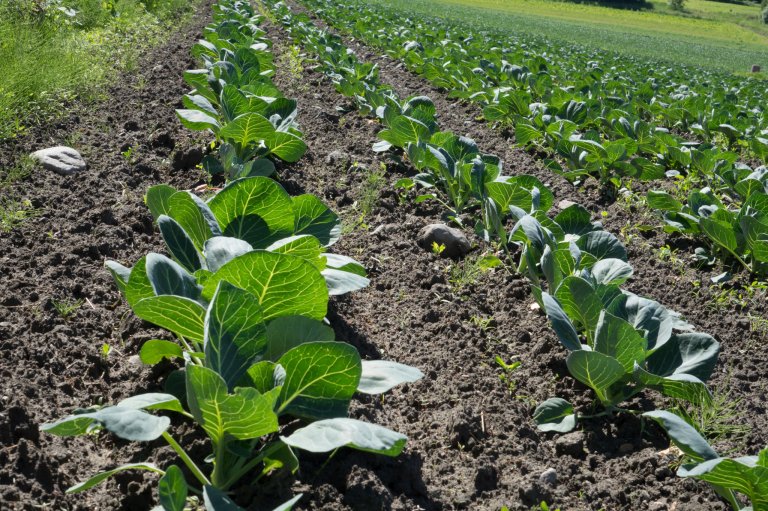 I Norge gir klimaendringen høyere temperaturer lengre vekstsesong, men fører også med seg tørkestress og bedre vilkår for bladlus og andre skadedyr. Foto: Ragnar Våga Pedersen
