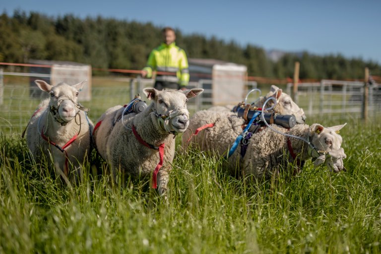 nibio_0317_Foto_Therese Jægtvik.jpg