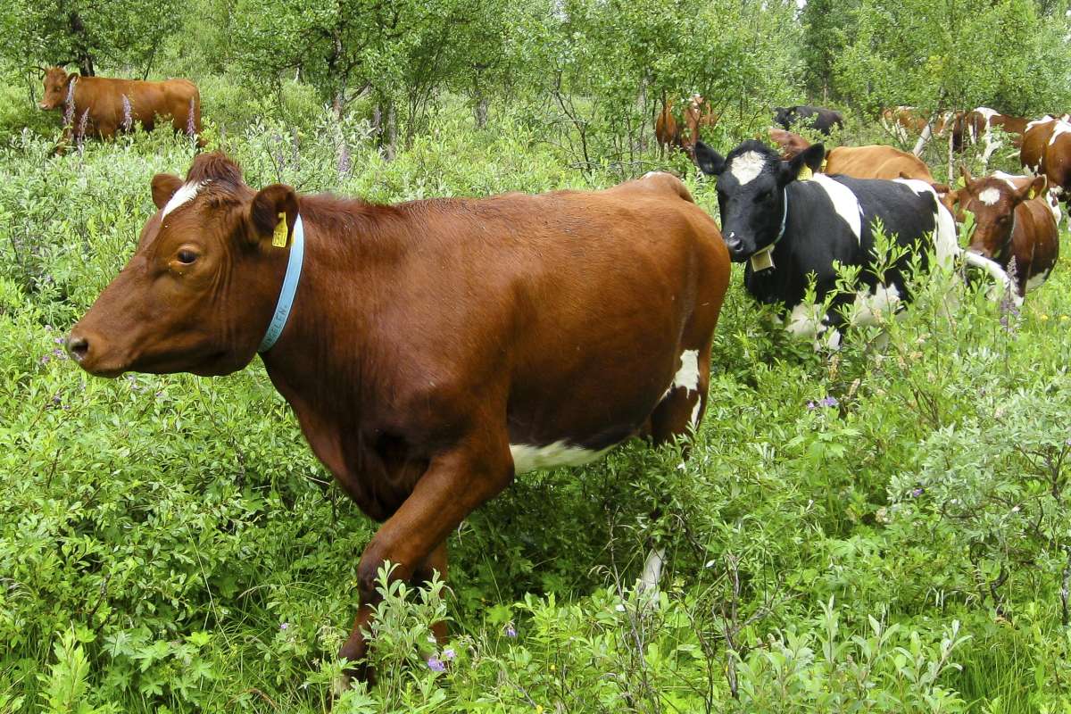 GHS-20070710-155038_cropped