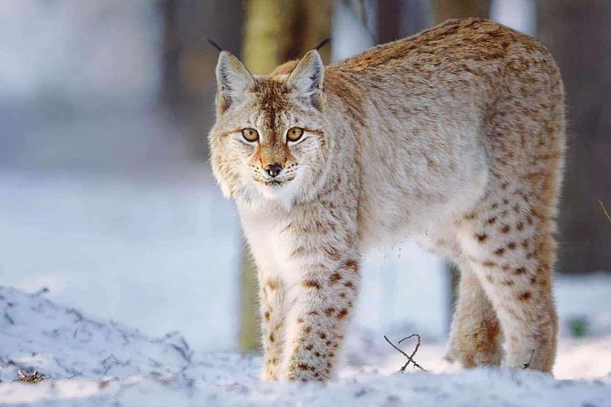 lynx-6179609_1920