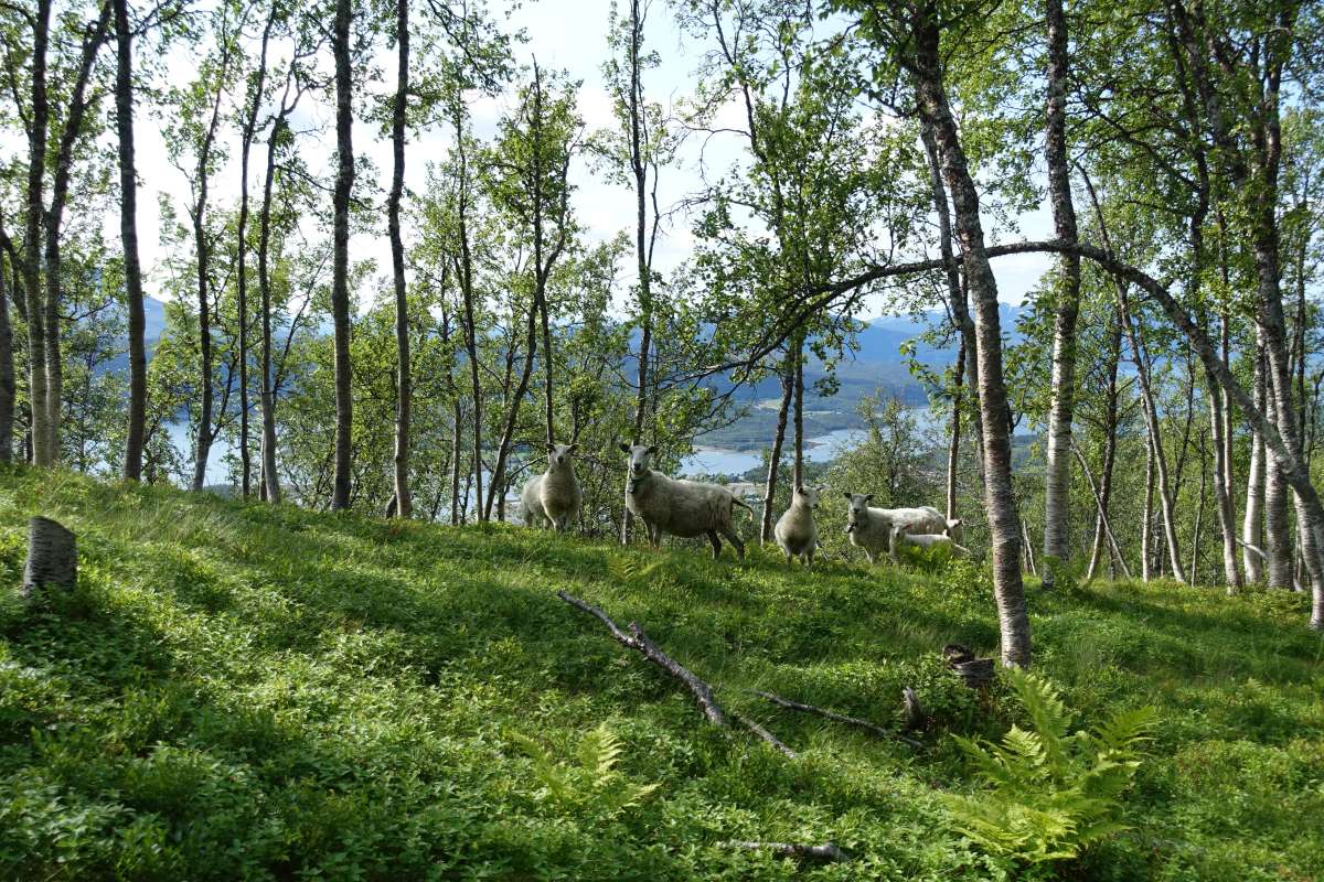 Hovedbilde - Sau i blåbærbjørkeskog_Mestervik_Balsfjord_080819_FAH