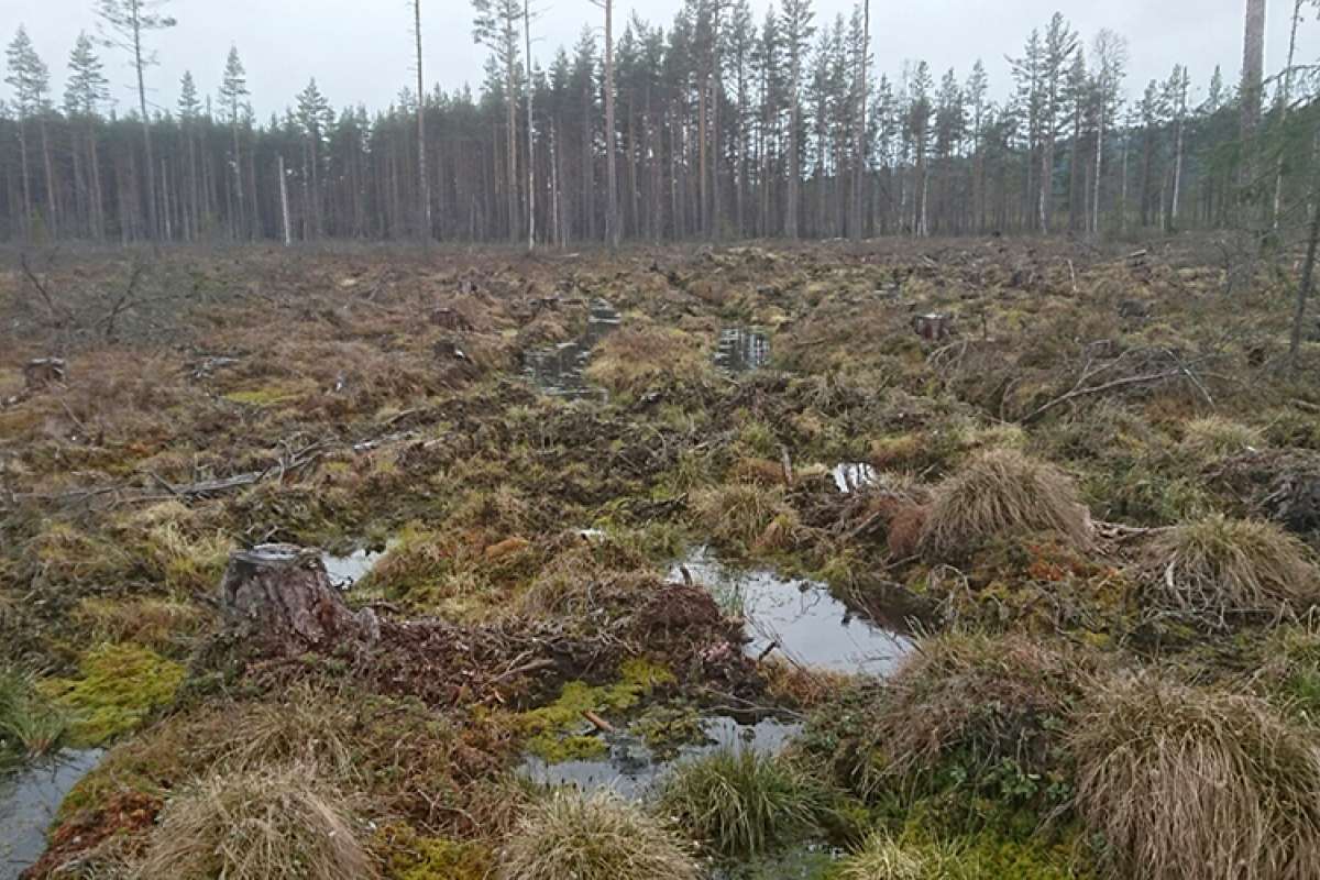 Haslemoen-nydyrking-Histic Gleysol_1.jpg