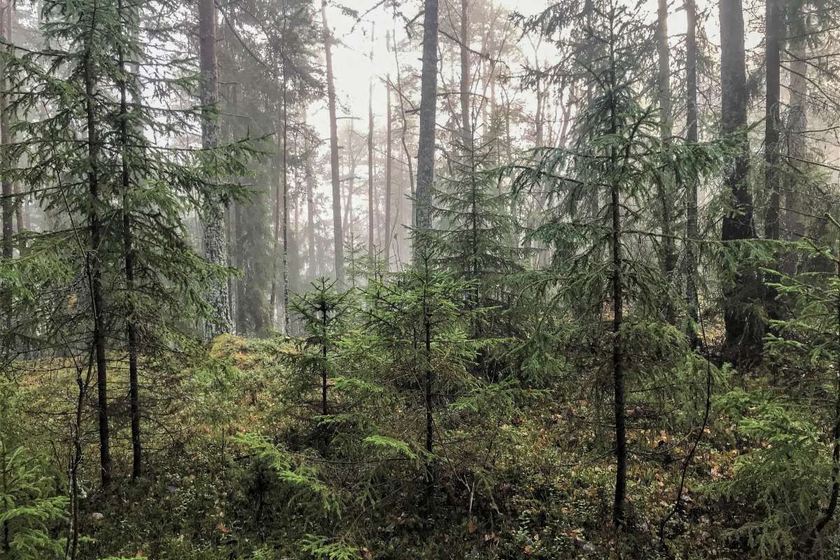 Foryngelse i lysåpning - Foto John Yngvar Larsson - NIBIO