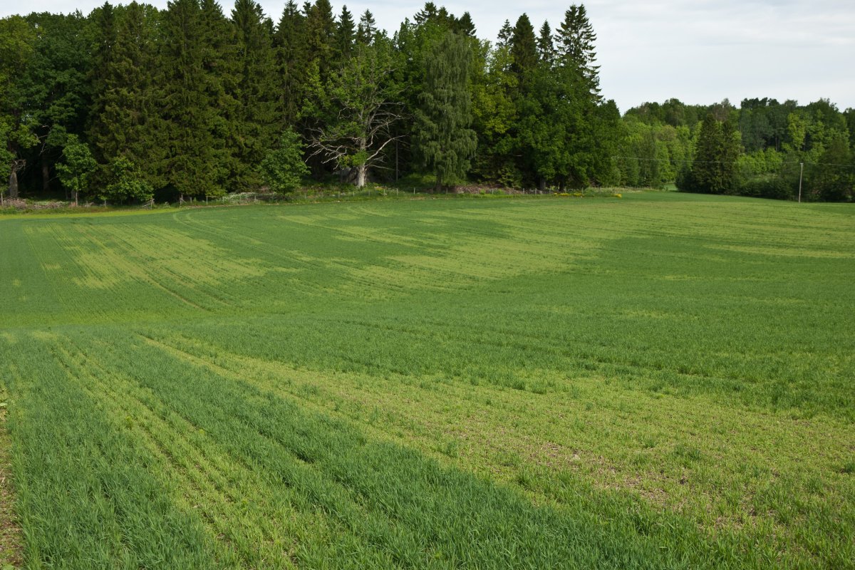 Korncystenematoder i åker.