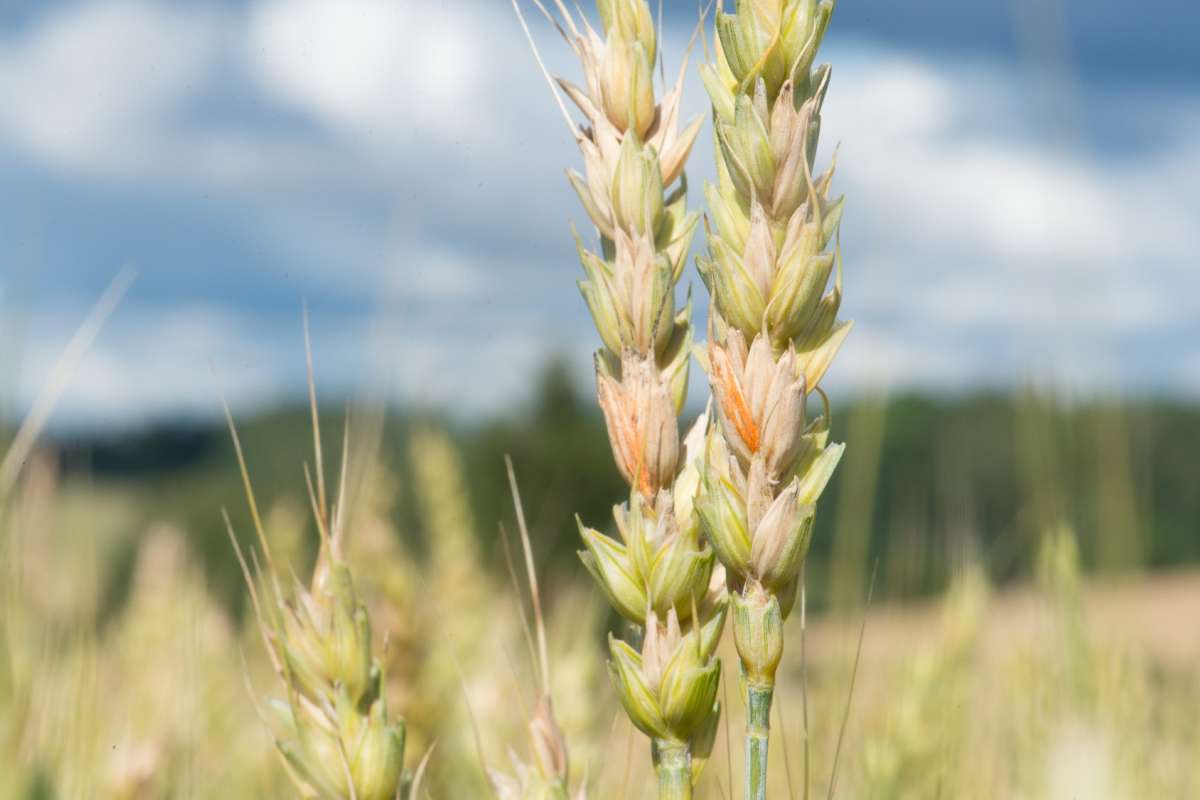 Hvete (Triticum aestivum).