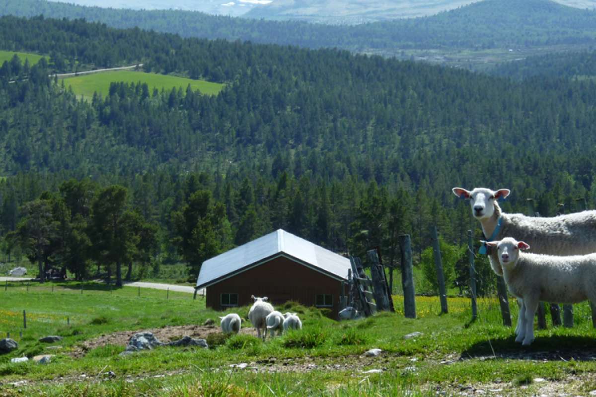 Sau i fjellbygd_Geir Harald Strand_cropped.jpg