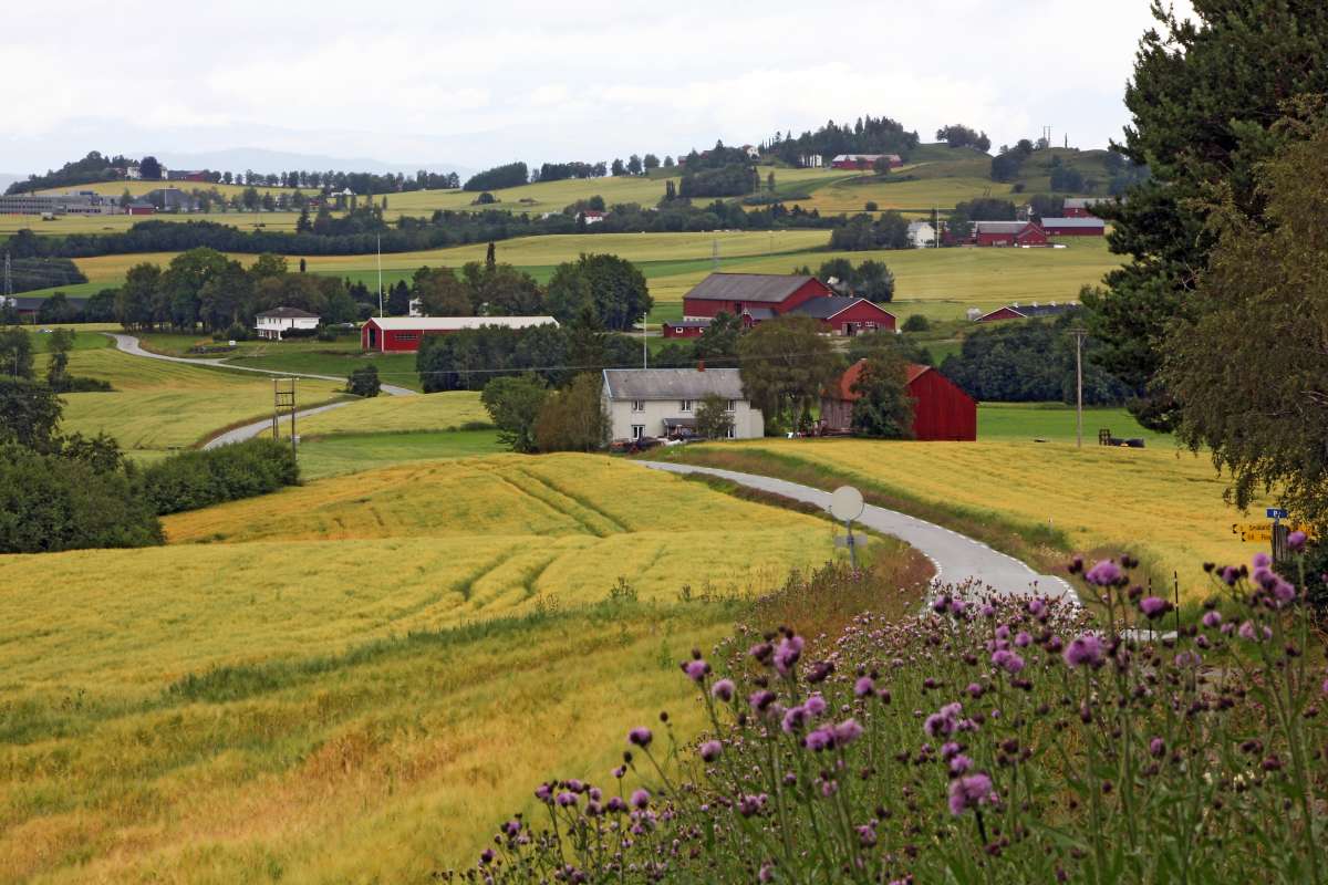 201708 Korn tun_fra By mot Byvoll_Levanger_Nord-Trøndelag_Foto Oskar Puschmann