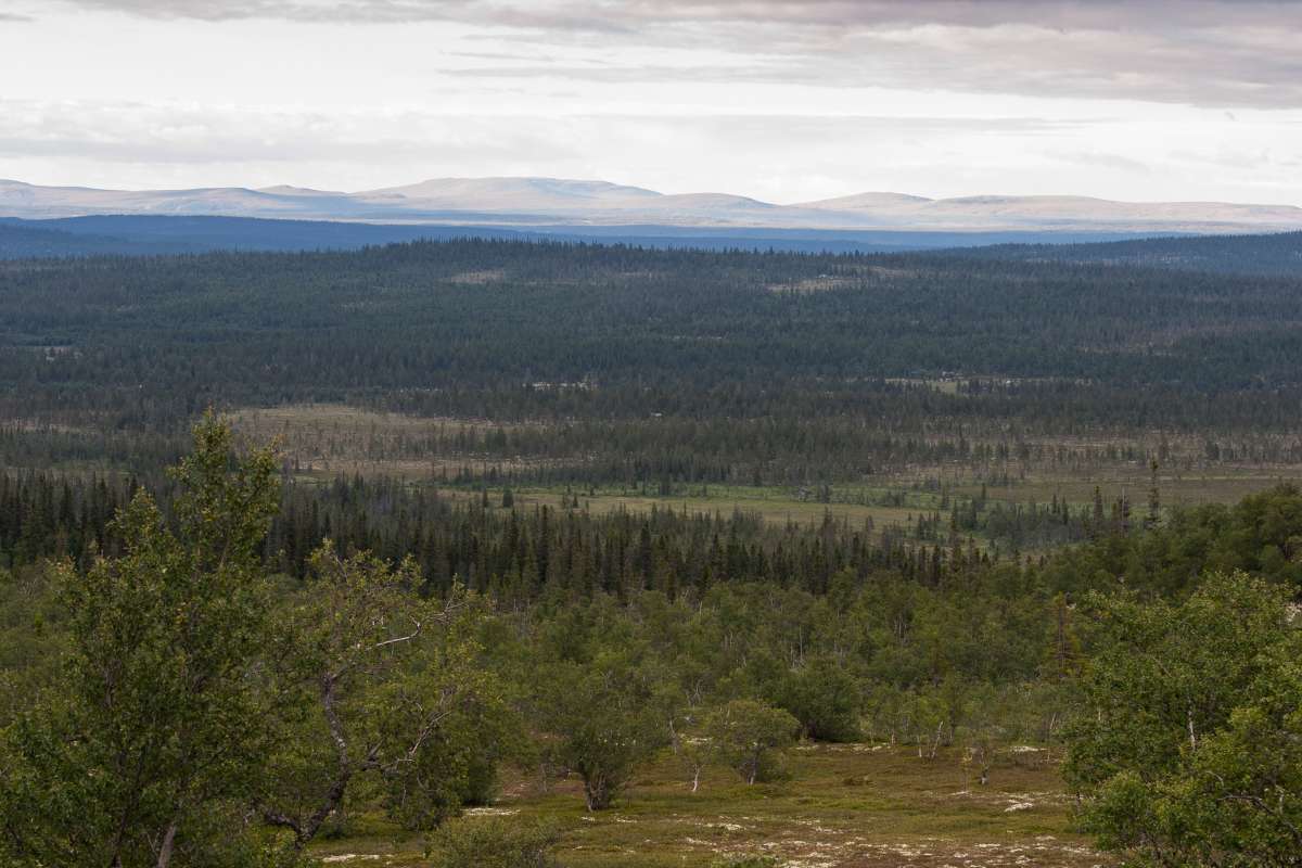 Skog - Foto John Yngvar Larsson - NIBIO