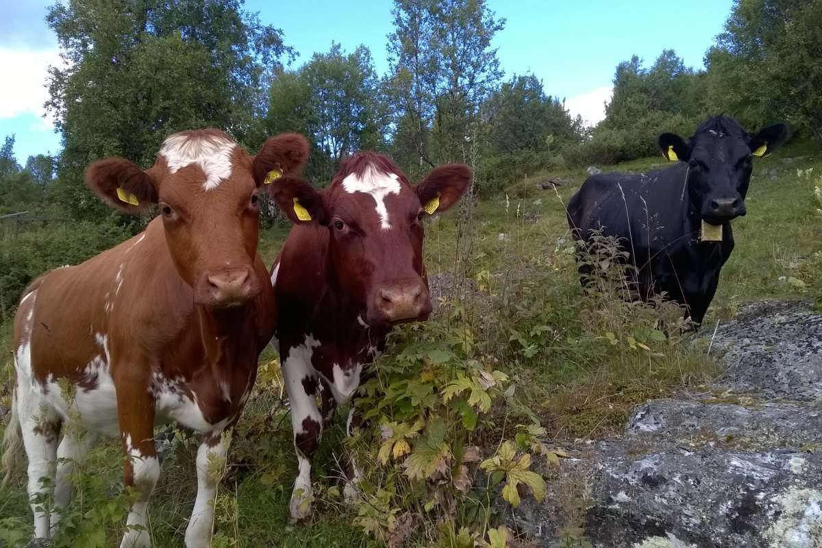 Bilde 1_Ellen Svalheim