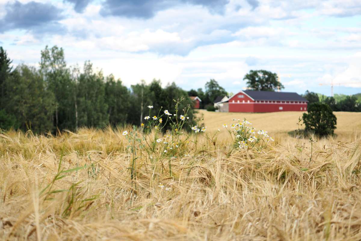 201806_kornåker_Ås_Foto Ulrike Bayr