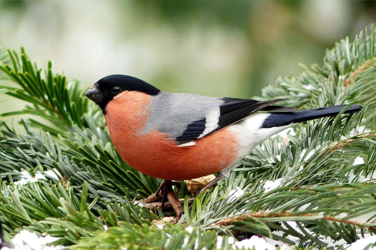 bullfinch-1125111_1920