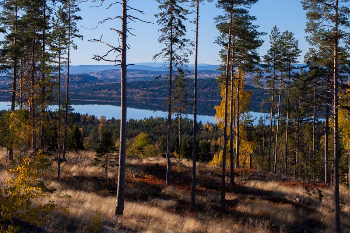 Furudominert_skog - Foto John Yngvar Larsson - NIBIO_cropped.jpg