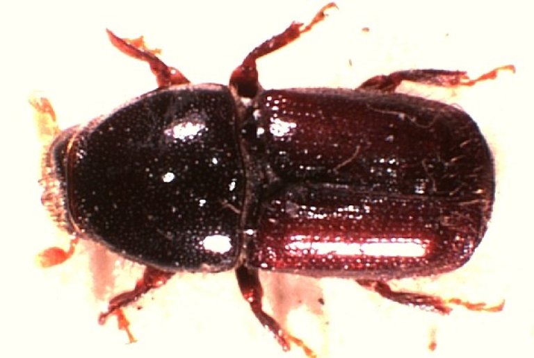 Scolytus laevis 1_liggende.jpg