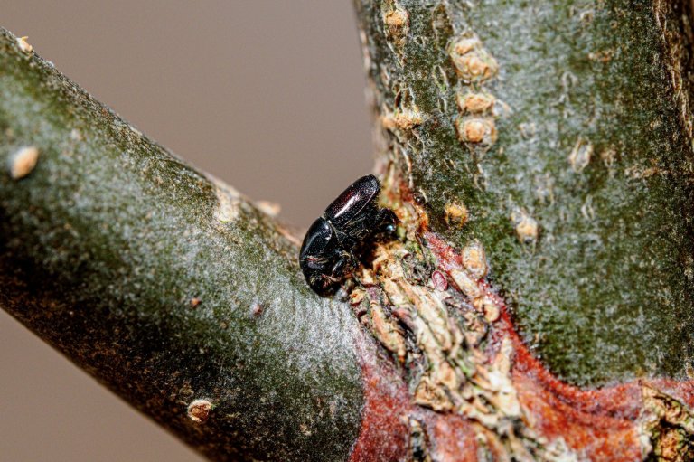 Almesplintborar (Scolytus laevis) gjer næringsgnag i tynne greinvinklar og overfører soppsporer inn i vassleidningar i veden. Foto: Isabella Børja