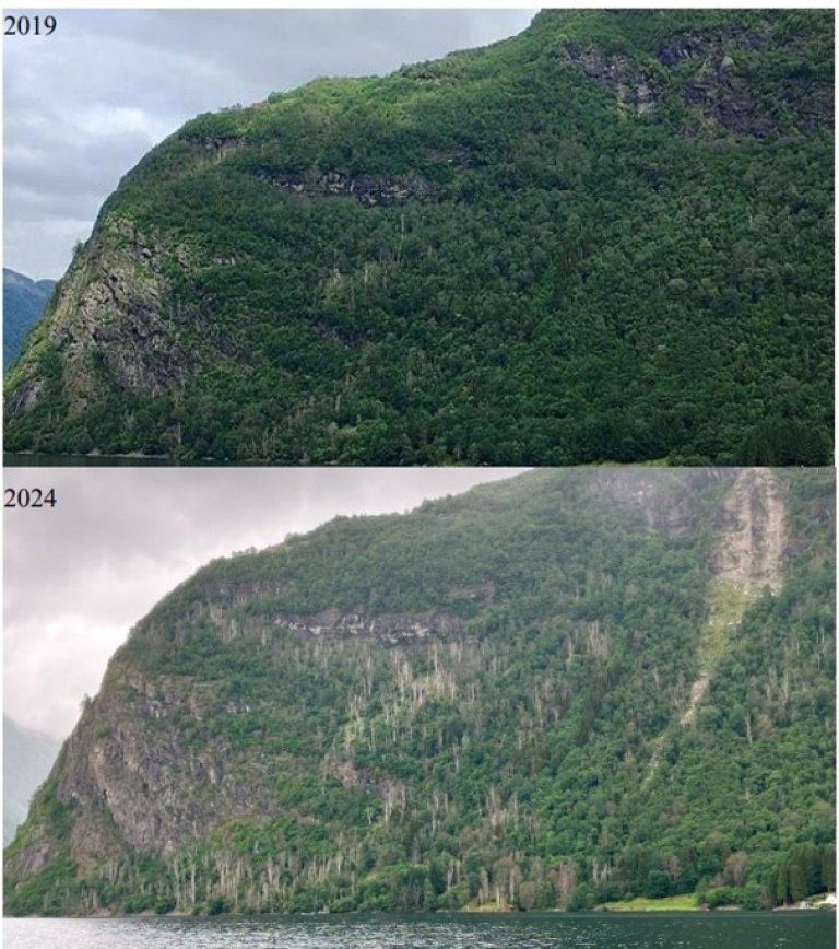 Bilete frå 2019 og 2024 av ei li ved Framfjorden i Sognefjorden med tre som har symptom som stemmer med almesjuke. Øvste bilete: Hått (2019), (https://commons.wikimedia.org/wiki/File:Framfjorden.jpg ). Nedste bilete: Fotografert av Ole Jakob Bae Næss, 2024.