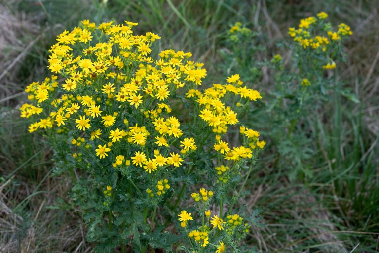 Pyrrolizidinalkaloider er en gruppe naturlige giftstoffer som blant annet produseres av korgplanter i planteslektene Senecio og Jacobea, her med landøyda som et eksempel. Foto: Erling Fløistad