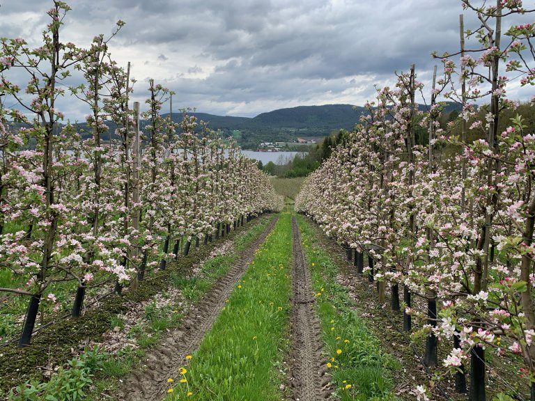 Fruktblomstring i Midt-Telemark_Jan Meland.jpeg