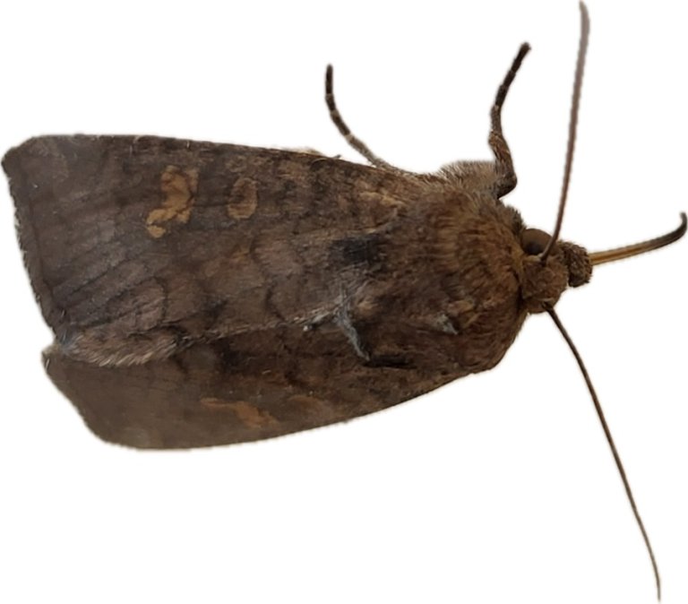 Voksen variabelt stengelfly. Foto: Annette Folkedal Schjøll