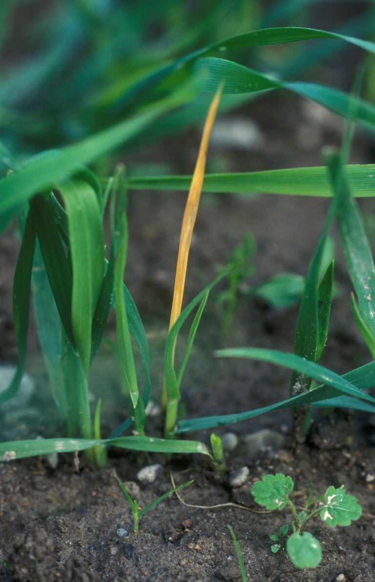 Fritfluge føretrekkjer egglegging på planter i 2-4 bladstadiet, og overvintrar som larve i angripne planter. Foto: Arild Andersen