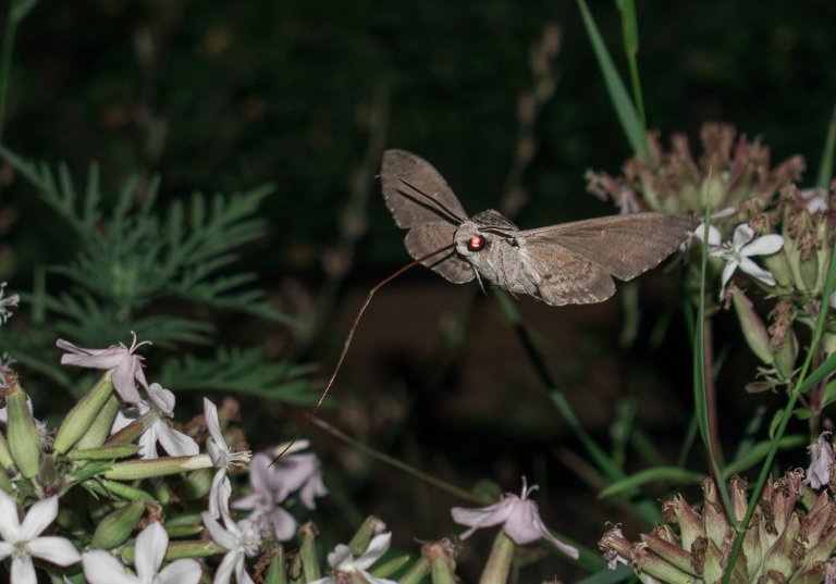 Mange nattaktive sommerfugler er viktige pollinatorer. Foto: BogdanV / iStock