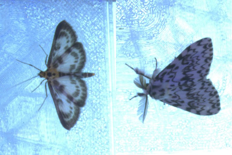 Nesleengmott (Anania hortulata) og barskognonne (Lymanthia monacha). Foto: MothWatcher 1.0