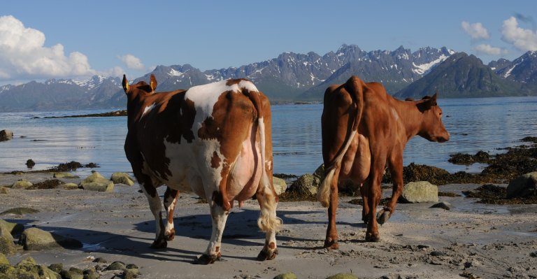 Forage-based livestock farming forms the backbone of agriculture in northern Norway. Dairy production represents the largest contributor to value creation, despite substantial structural changes in recent decades. The number of dairy farms has decreased from 2 237 in 2000 to only 659 in 2023. However, production remains stable due to increased efficiency and larger herd sizes. Photo: Solveig Goplen