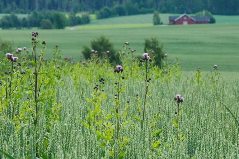 Flerårig ugras som åkertistel er spesielt vanskelig å kontrollere uten ugrasmidler eller intensiv jordarbeiding. Foto: Erling Fløistad