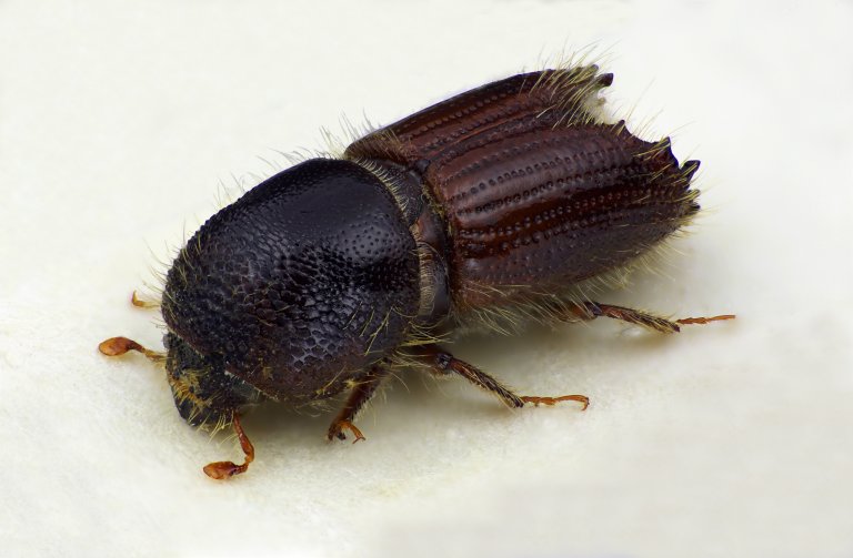 Stor granbarkbille (Ips typographus). Foto: Karsten Sund