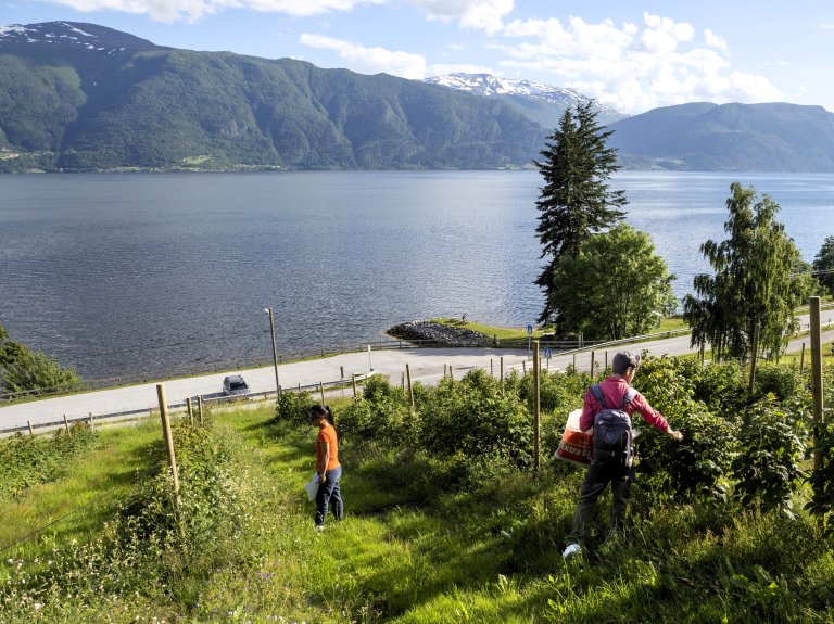 Prøveinnsamling fra bringebærfelt i Sogn. Foto: Siri Elise Dybdal