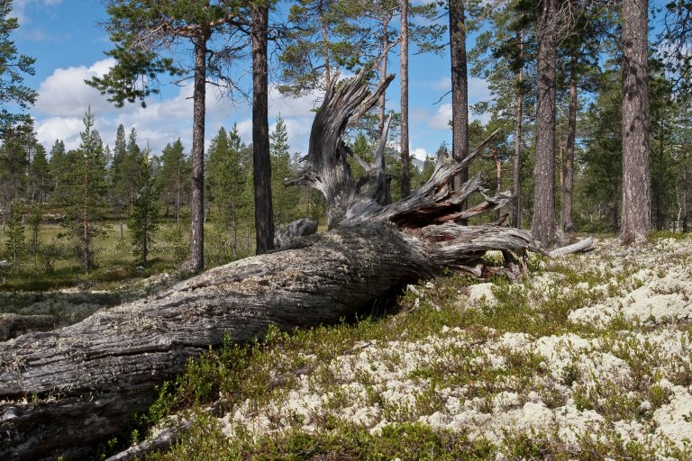 Læger - Foto John Yngvar Larsson - NIBIO