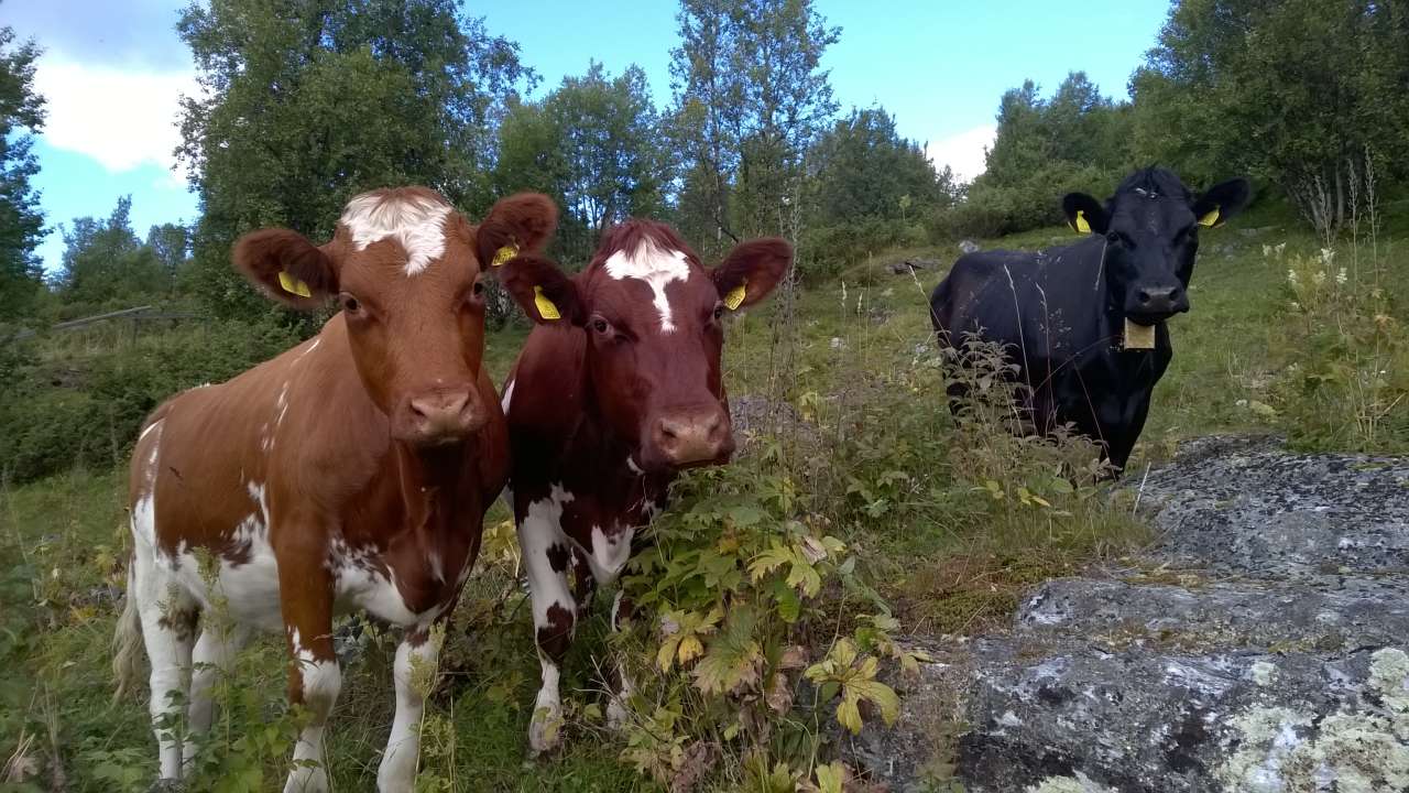 Bilde 1_Ellen Svalheim