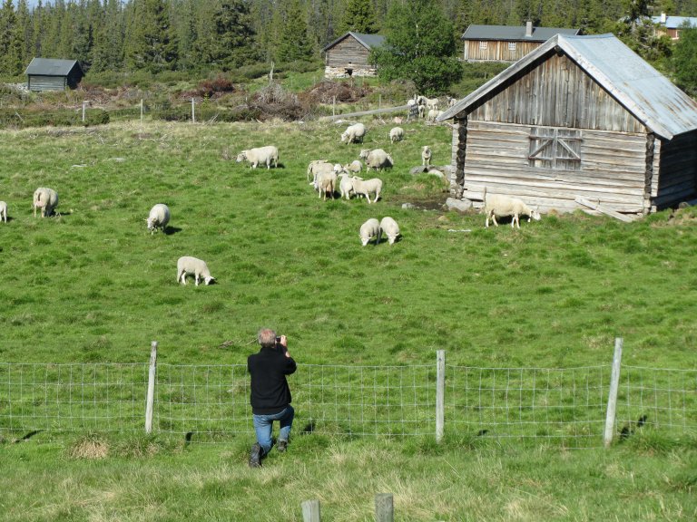 Kvart år haustar norsk småfe og storfe fôr for ein milliard kroner på utmarksbeite. Det utgjer berre om lag halvparten av dei norske beiteressursane i utmarka. Yngve Rekdal er oppteken av at nordmenn èt stadig mindre av dei dyreslaga som kan omsetje vekstar i utmarka til menneskeføde til fordel for kvitt kjøt som er ala opp på kraftfôr. Foto: Michael Angeloff, NIBIO