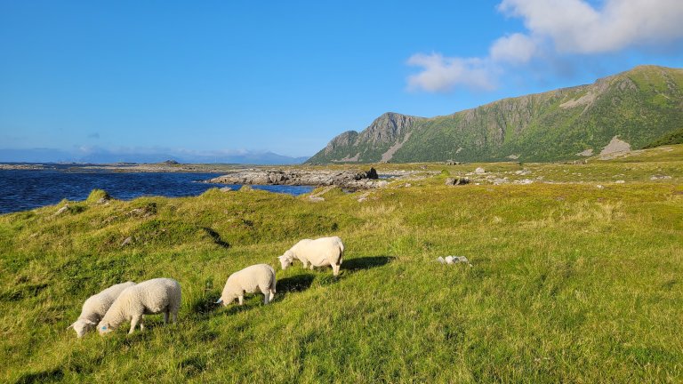 Sauer på utmarksbeite i Andøy, Nordland. Foto: Morten Günther